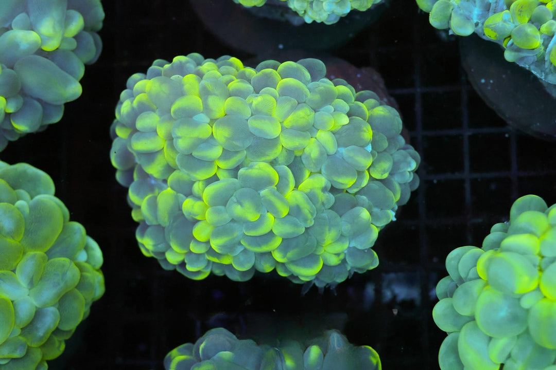 Bubble Coral - WYSIWYG 