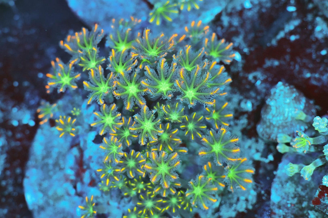Clove Polyp - WYSIWYG 