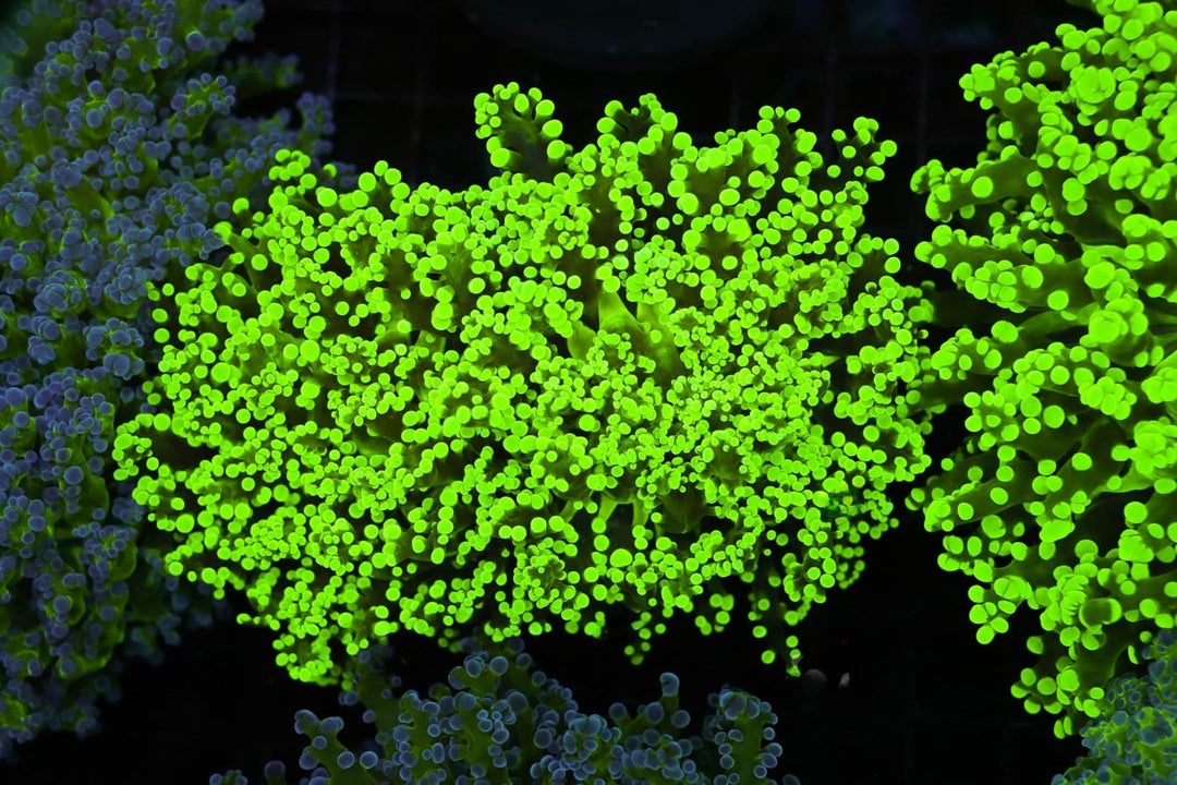 Frogspawn - WYSIWYG 