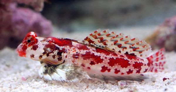 Red Scooter Blenny