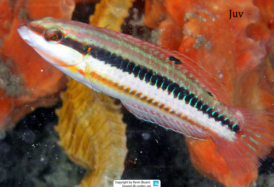 Slippery Dick Wrasse