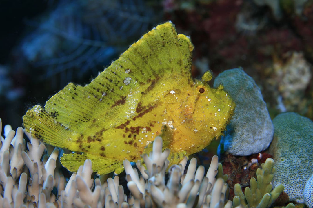 Yellow Leaf Fish
