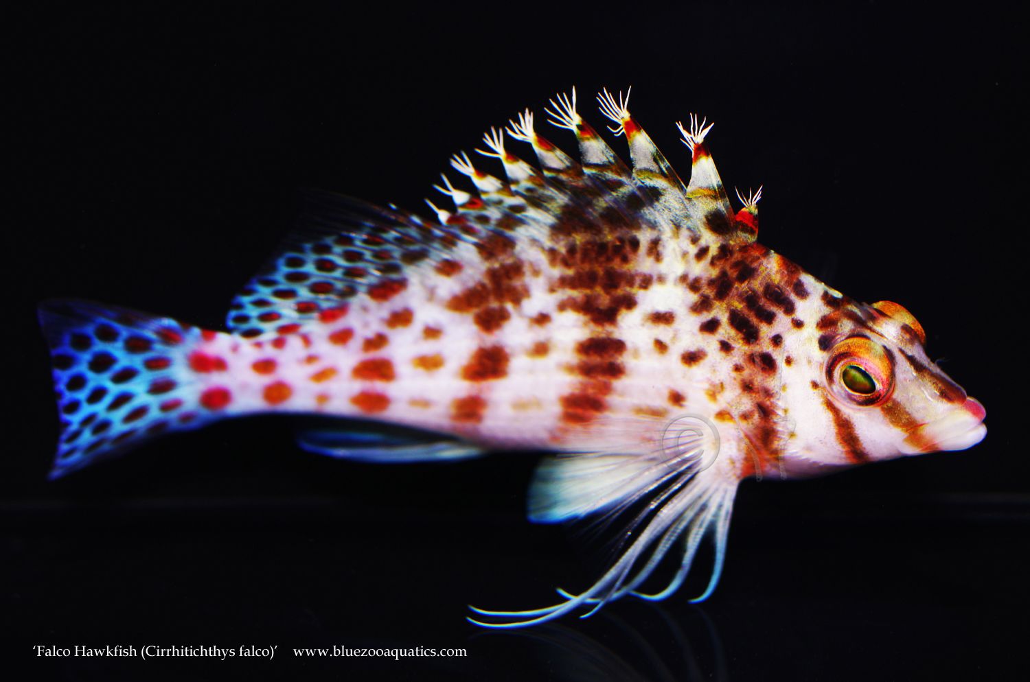 Falco Hawkfish