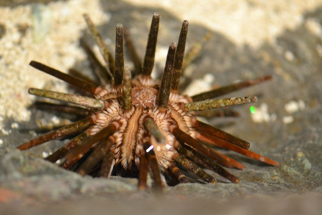Large Pencil Urchin