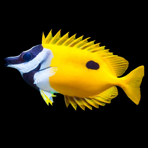 Foxface; Black Spot