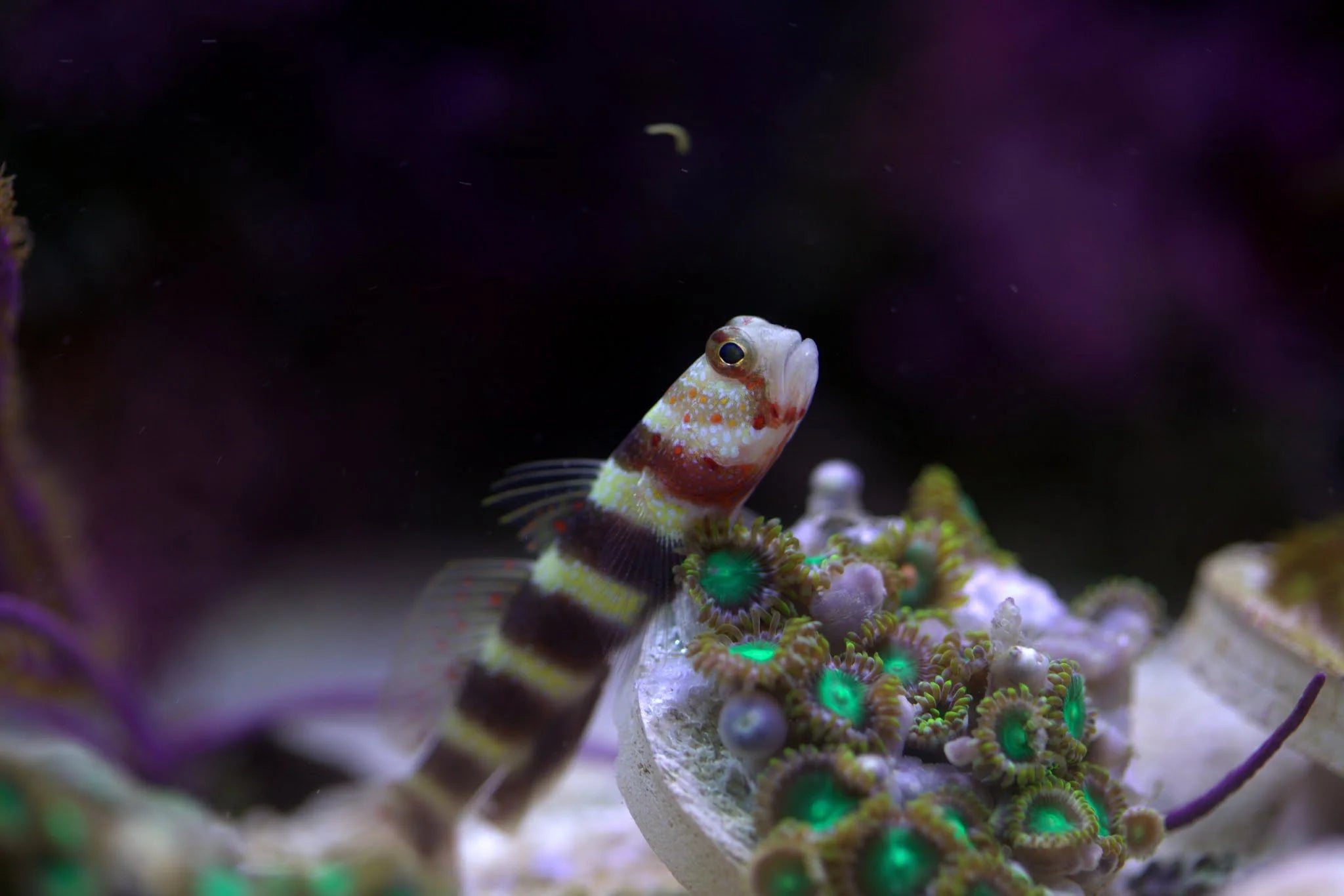 Bumblebee Wheeler Goby