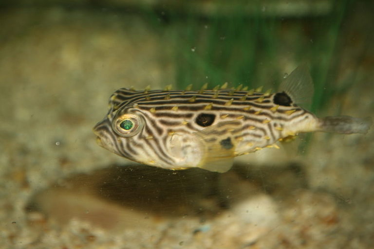 Burr/spiny box puffer- Chilomycterus