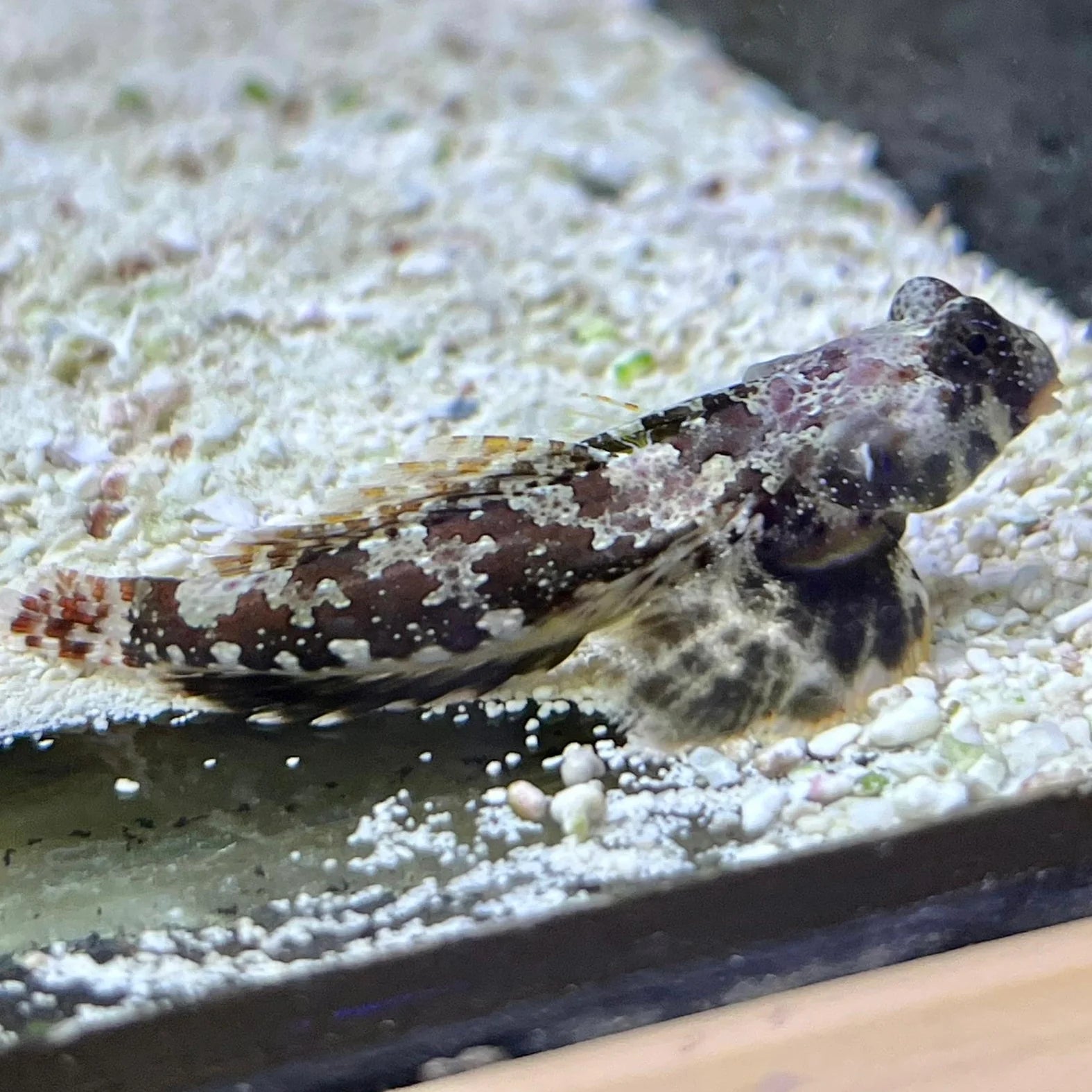 Scooter Blenny