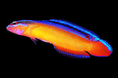 Neon Dottyback