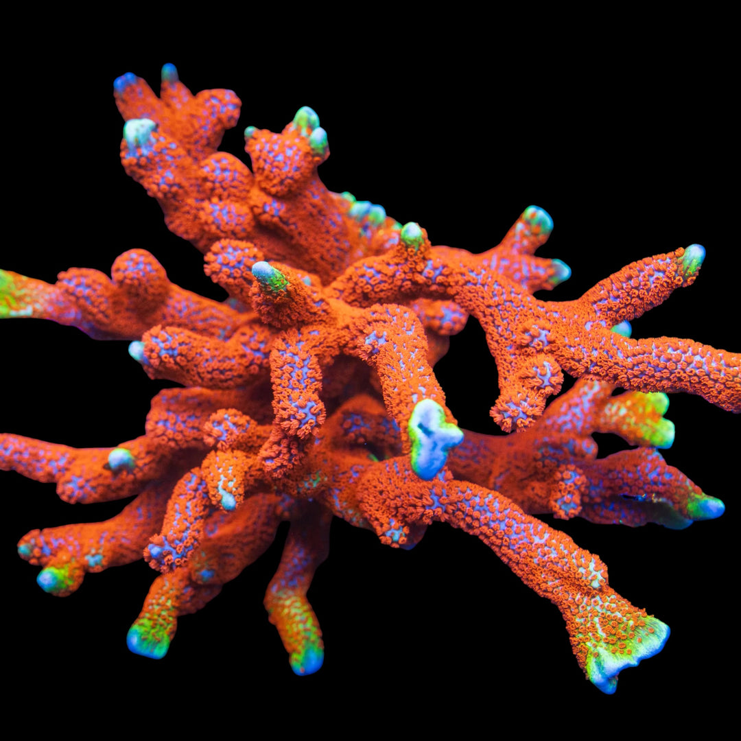 Forest Fire Digitata Frag