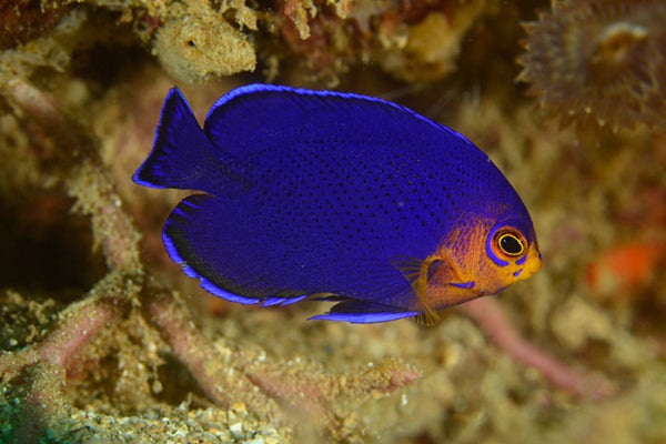 Atlantic Pygmy Angel