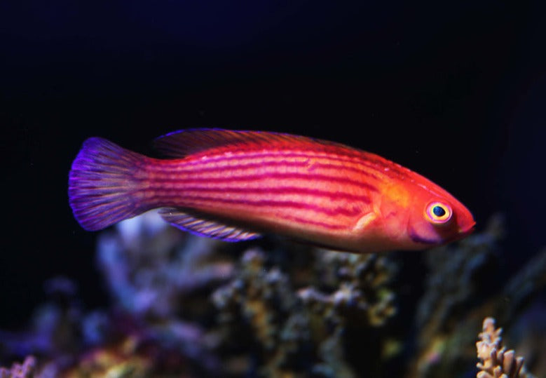 Earle's Fairy Wrasse - Female