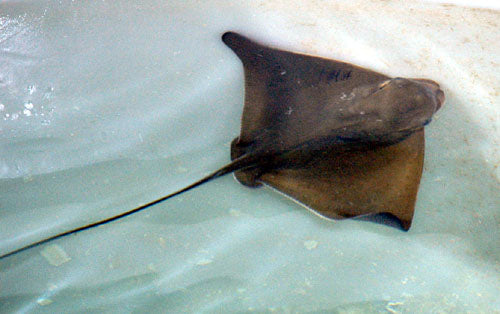 Bat Ray