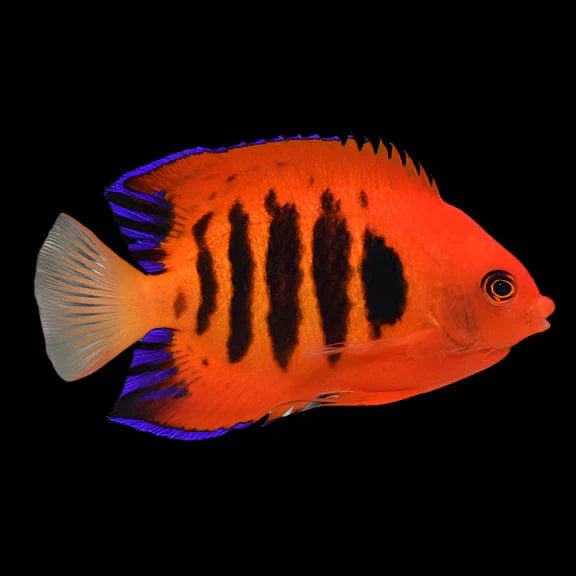 Flame Angelfish Marshall Island