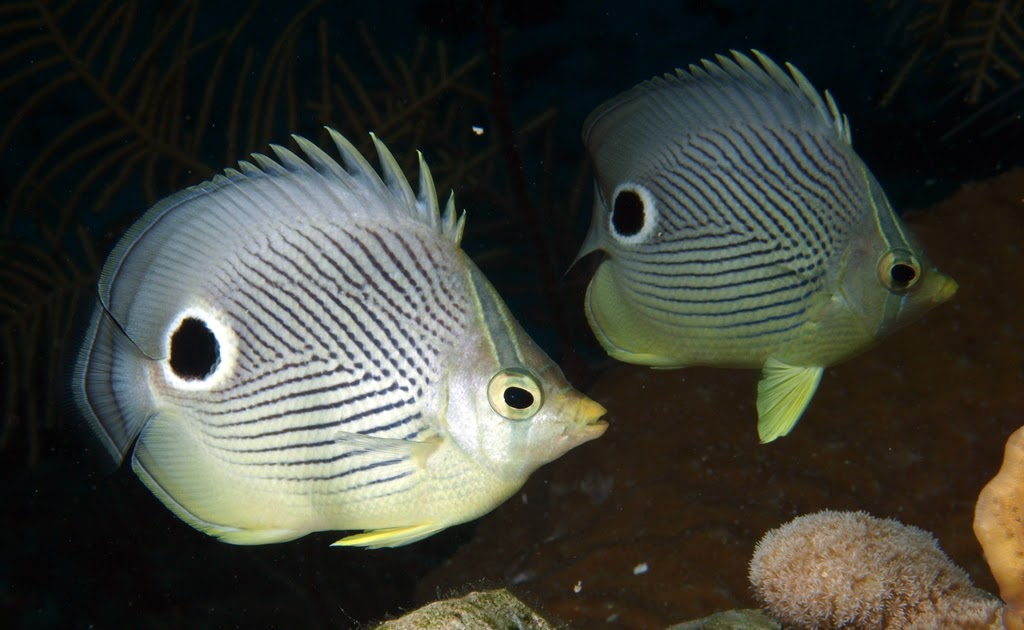 Four Eye Butterfly Fish