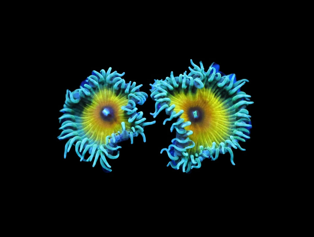 JF Captain Jerk Zoa Frag
