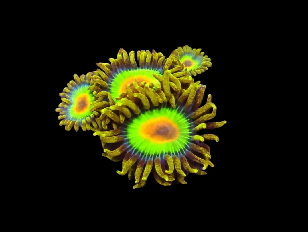 Rasta Zoa/Paly - Cultured Frag