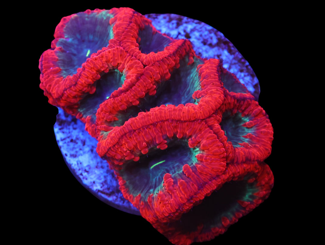 Indo Ruby Rim Blasto - WYSIWYG