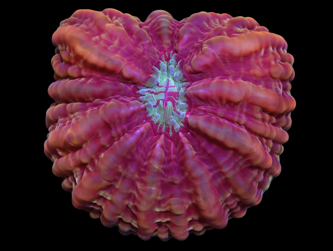 Indo Crown Jewel Cynarina - WYSIWYG