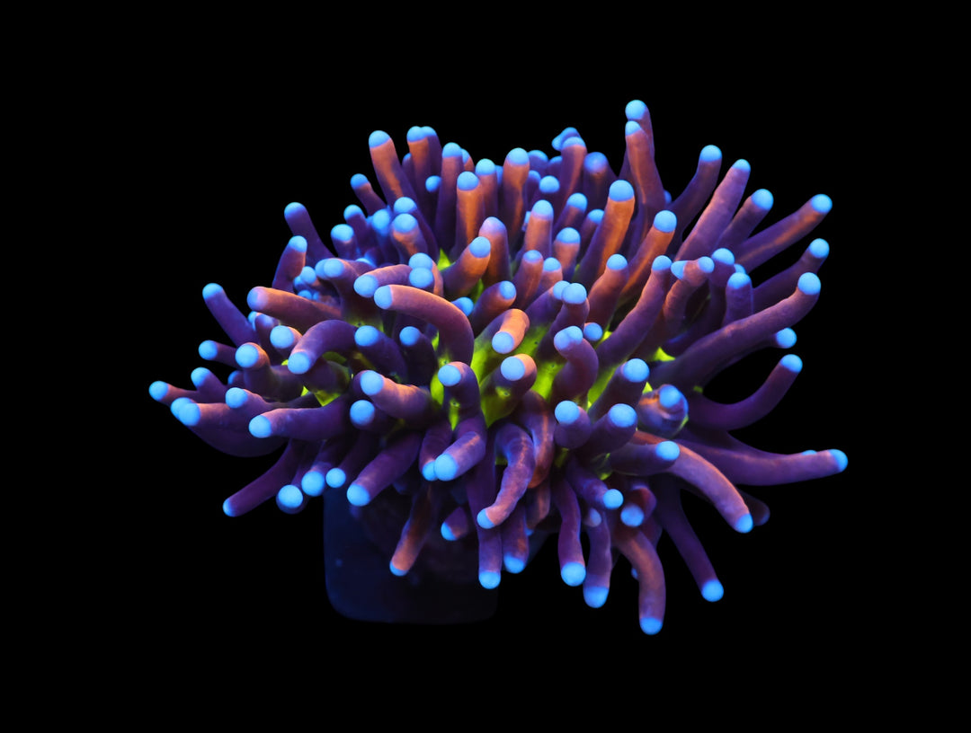 Indo Torch Tiger Variant - 1 Head - WYSIWYG