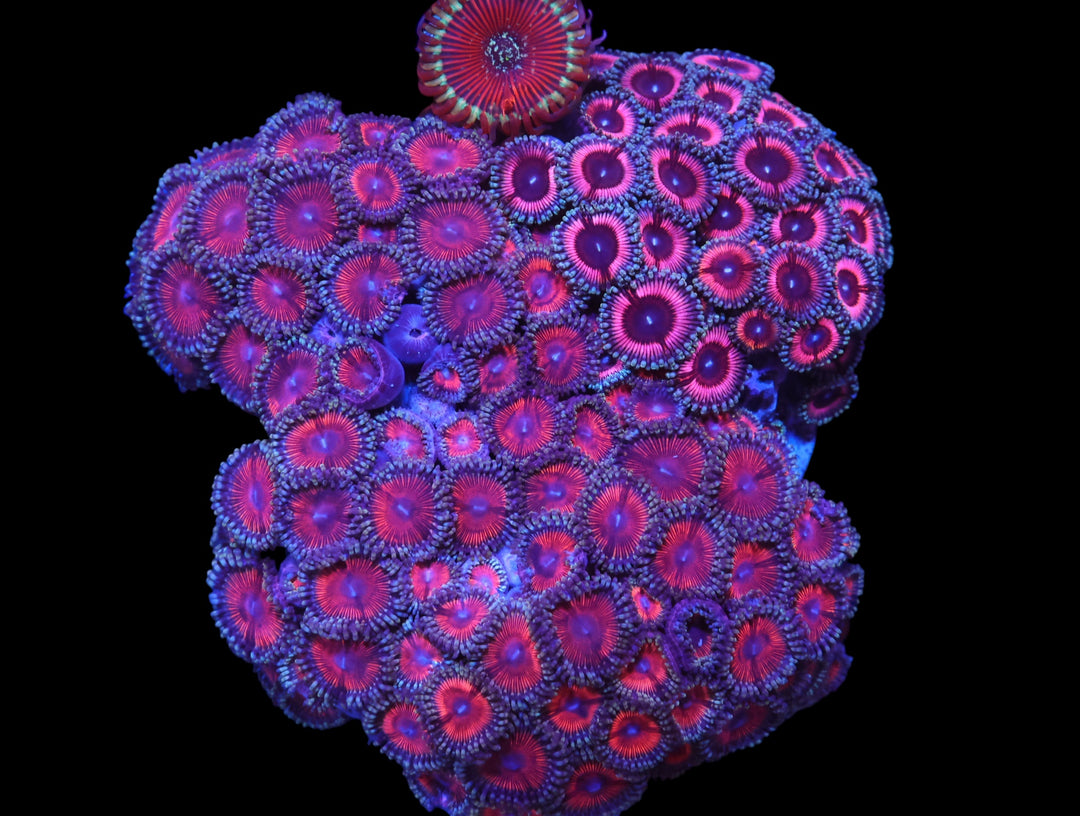 Indo Pink Passion Zoa - WYSIWYG