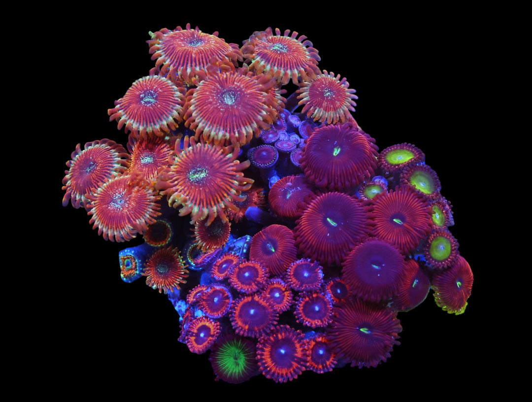 Indo Red Magician Combo Zoa - WYSIWYG