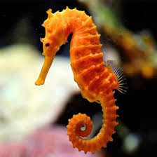 Erectus Seahorse