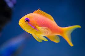 Orange Blue Eye Anthias Female