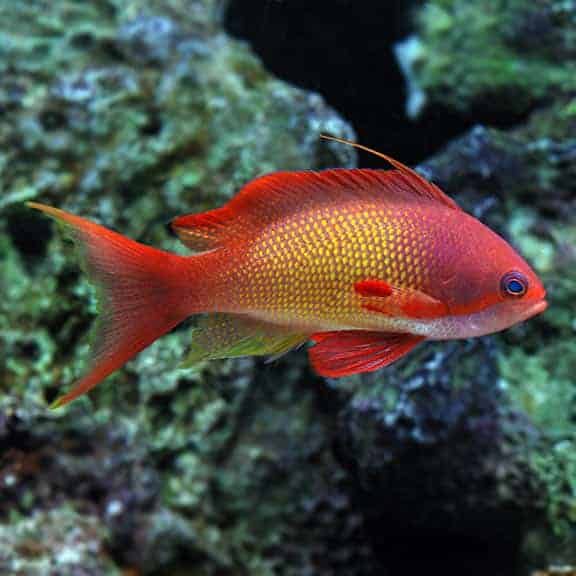 Orange Blue Eye Anthias Male