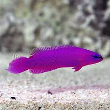 Orchid Dottyback