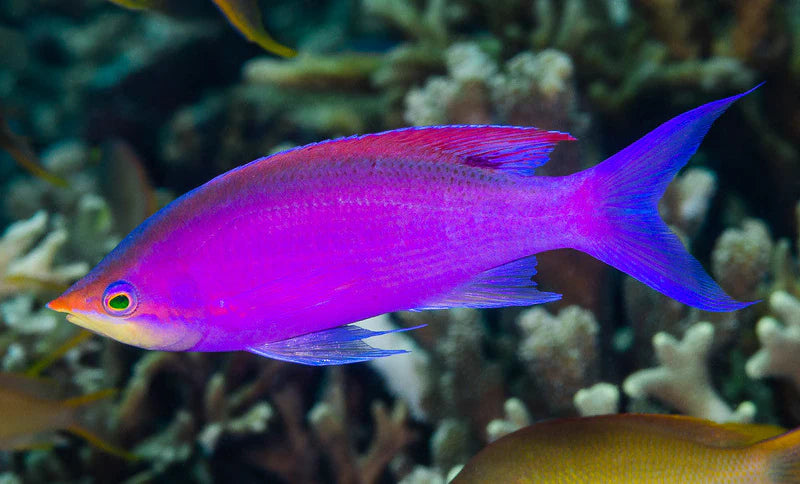 Purple Queen Anthias Female