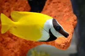 Yellow Foxface