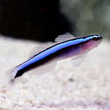 Bluestripe Neon Goby