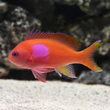 Square Pink Anthias Male