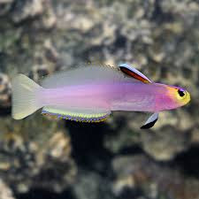 Helfrichs Firefish