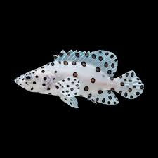 Panther Grouper Hybrid