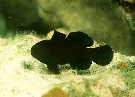 Black Clown Goby