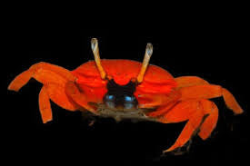 Red Orange Crab