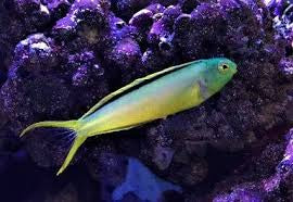 Canary Green Blenny