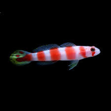 Flagtail Pinkbar Goby