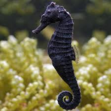 Kuda Seahorse