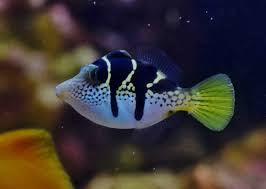 Mimic Saddle Puffer Filefish