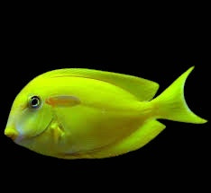 Orange Shoulder Tang