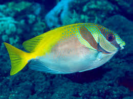 Two Bar Spinefoot Rabbitfish