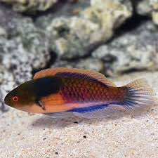 Yellow Flanked Fairy Wrasse