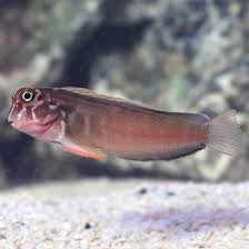 Horse face Blenny