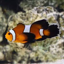 Longfin Misbar Clown