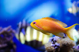 Lyretail Orange Anthias