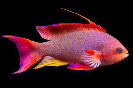 Lyretail Red Anthias Male