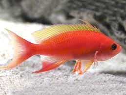 Resplendent Goldie Anthias